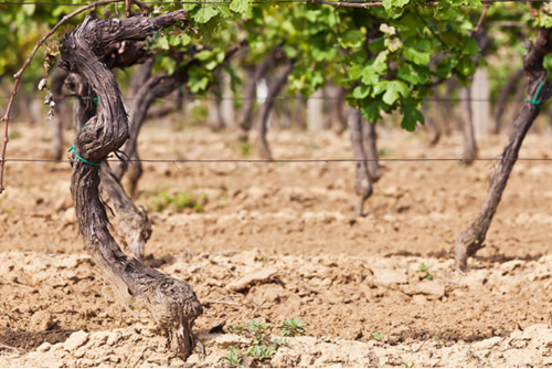 WHAT ARE THE NINE BIODYNAMIC PREPARATIONS & WHAT IS THE DESIRED OUTCOME FROM USING THEM?