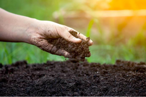 HOW IS BIODYNAMICS DIFFERENT FROM ORGANIC OR SUSTAINABLE