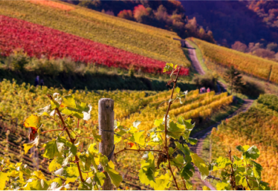 What is natural Winemaking?